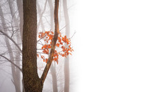 Misty Forest