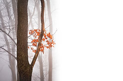 Forêt Misty