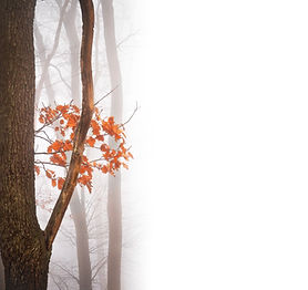 Misty Forest
