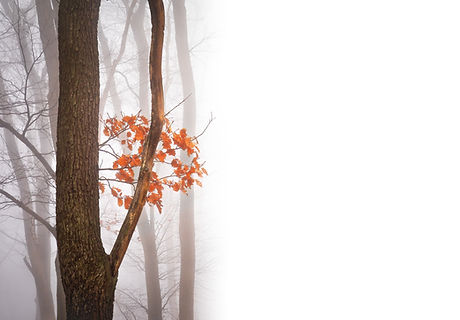 Misty Forest