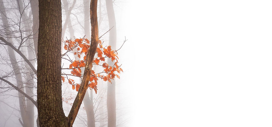 Misty Forest