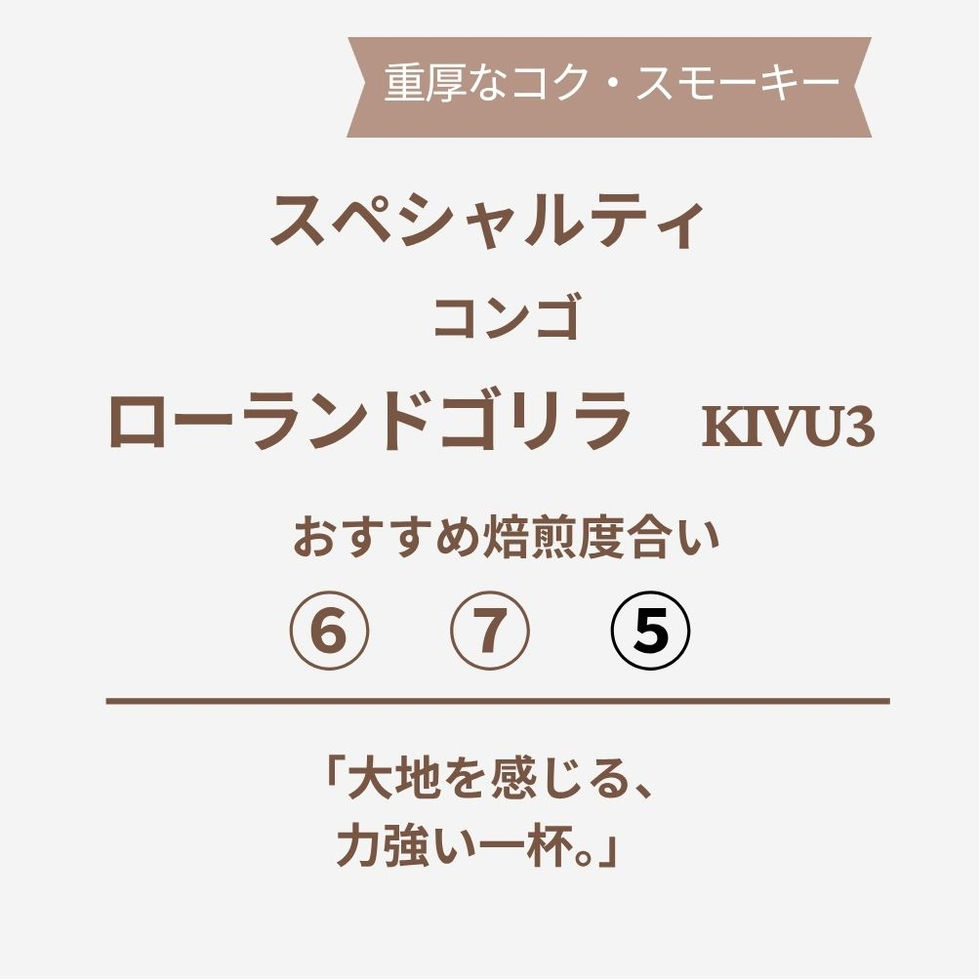コンゴ ローランド ゴリラ KIVU3