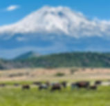 imgi_7_mt shasta_edited.jpeg