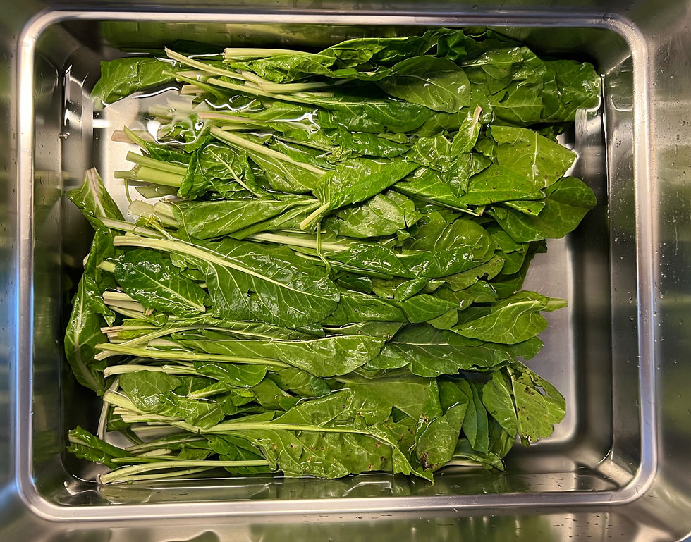 Pranje blitve u vodi