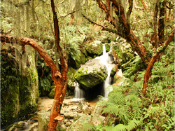 Bosque de tabaquillo