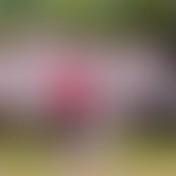 U14s win Olive Shield