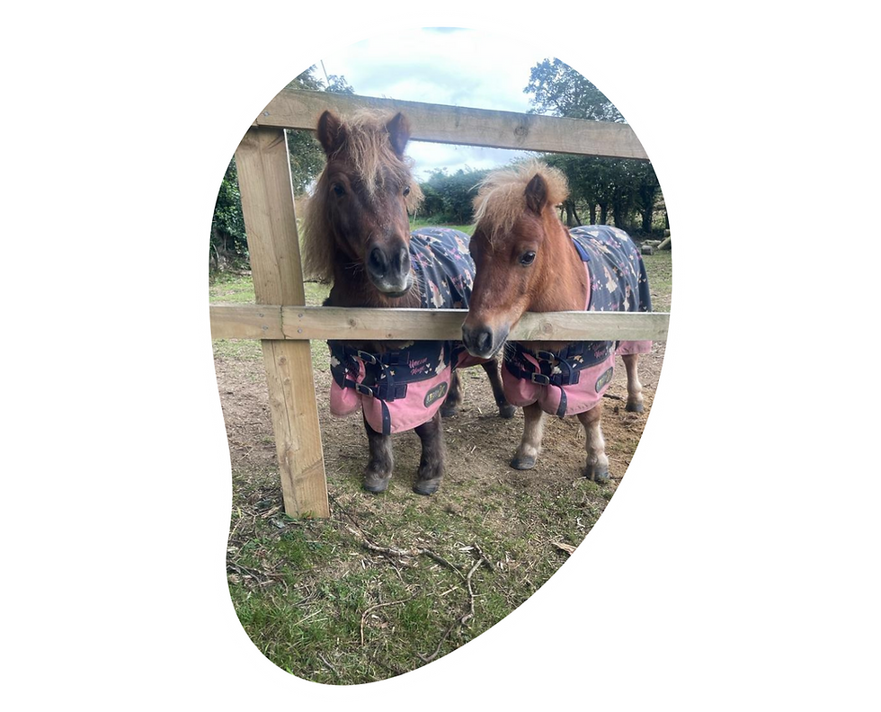 Two ponies in colorful blankets behind a fence