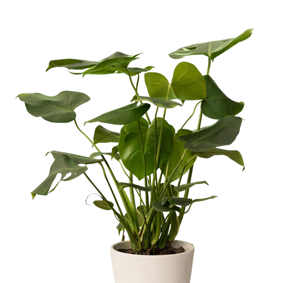 cut-out-monstera-plant-pot-home-decoration-isolated_edited.png