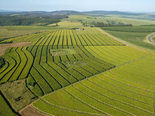 SOiL's sustainable farming key to competitive global success