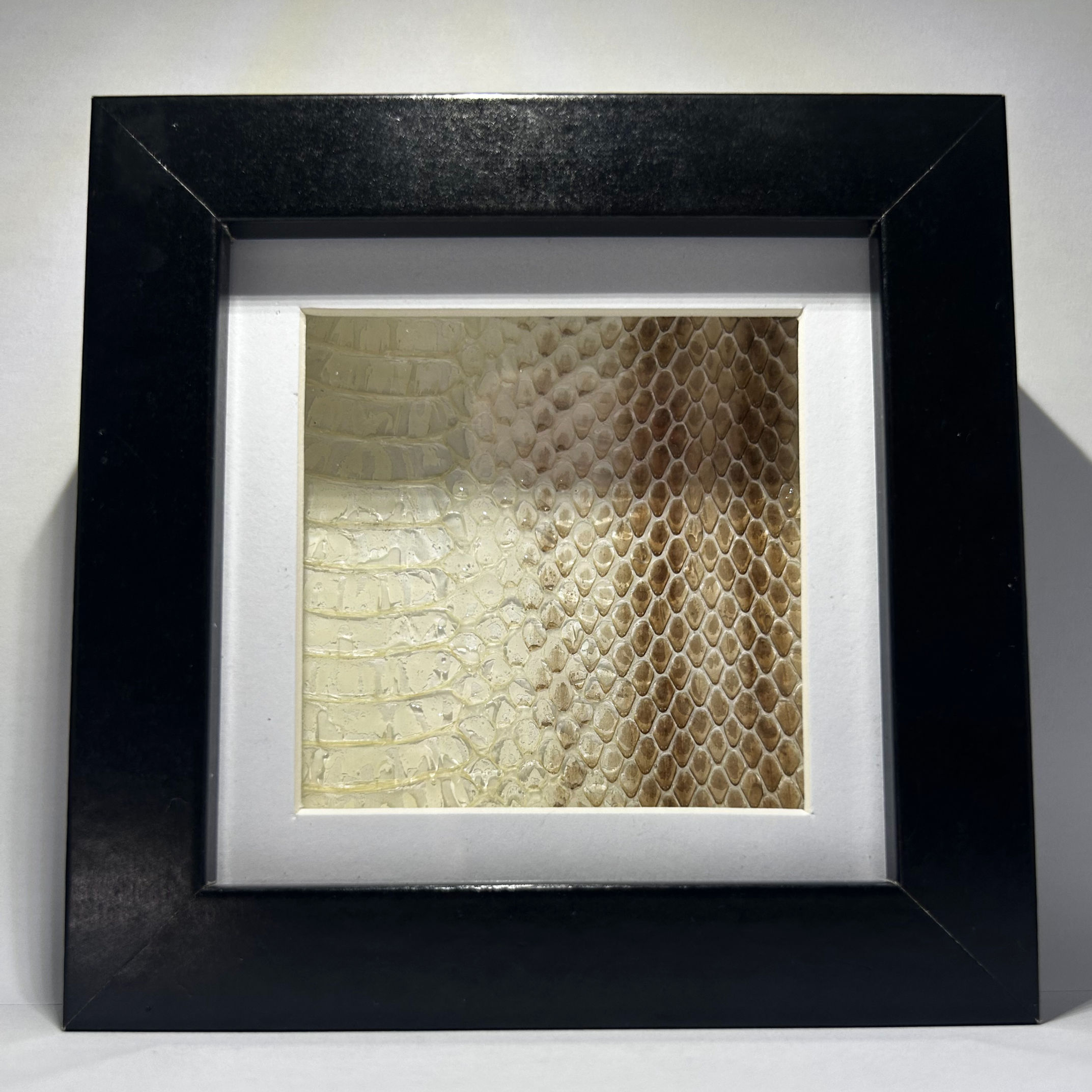 Kornnatter in schwarzem Rahmen Quadratisch