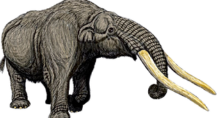 Pleistocene