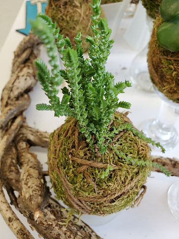 Kokedama&wood.JPEG
