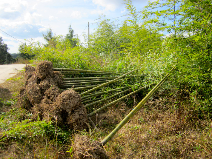 BAMBOO MYTH 1: BAMBOO MATURES IN 3 YEARS