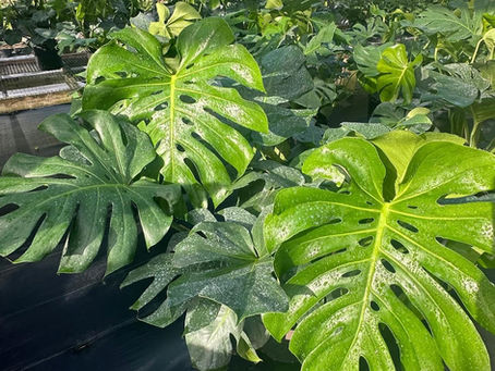 local plant nursery venice fl