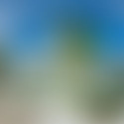 beautiful Florida landscape design project featuring palm trees and hardscaping 