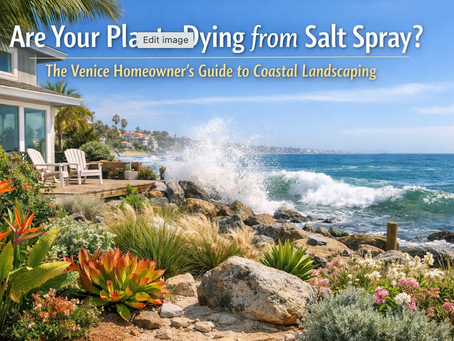 Are Your Plants Dying from Salt Spray? The Venice Homeowner's Guide to Coastal Landscaping