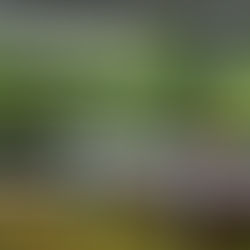 Premier Plant Nursery