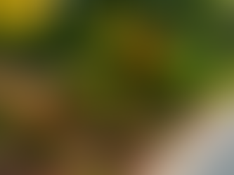 A Sarasota County garden in winter featuring vibrant native plants such as muhly grass, firebush, crotons, and red pentas along a curved concrete walkway under clear blue skies, showcasing colorful Florida-friendly landscaping.