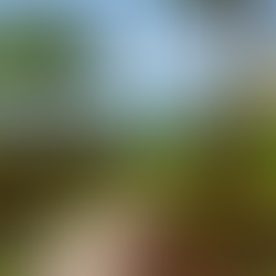 A beautifully landscaped Sarasota County waterfront property with salt-tolerant plants like sea grape, muhly grass, and firebush bordering a curved stone walkway beside calm blue water and a modern coastal home under clear skies.