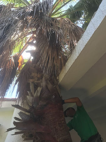 Interjardín diseño mantenimiento instalación de jardines en Cádiz