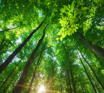 conexão com a natureza vida em harmonia