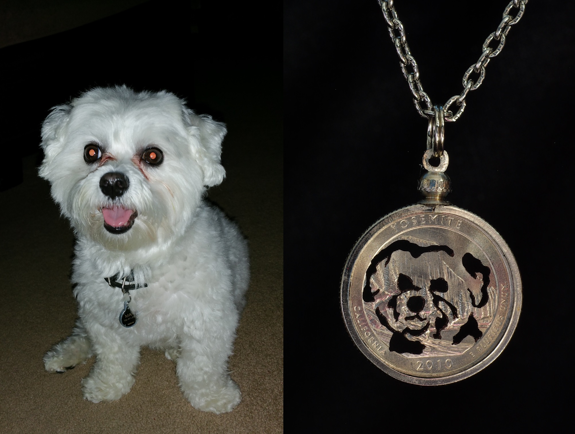 dog picture - max