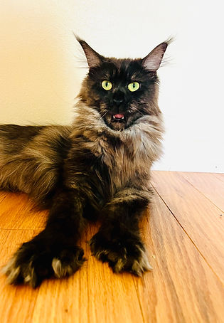 Black Smoke Maine Coon.jpg