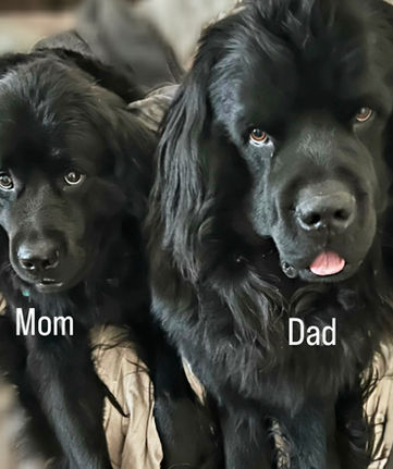 pupsmomand dad.jpg