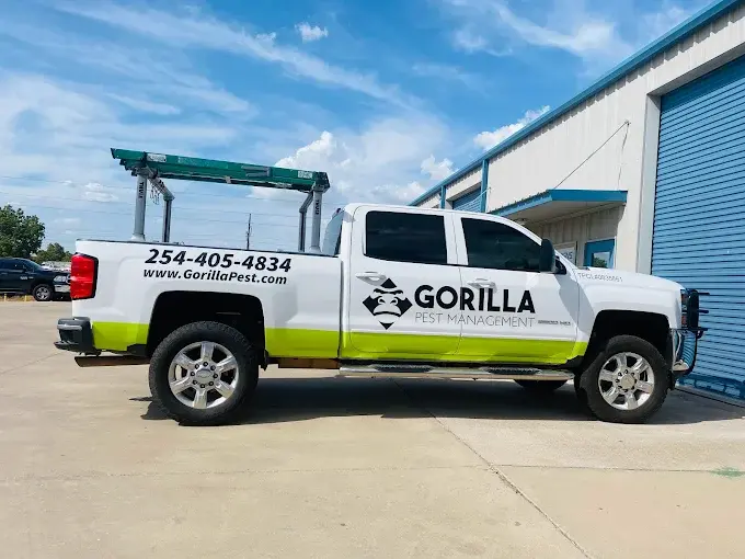 Gorilla Pest