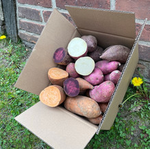 bute süßkartoffeln in einer versandbox lehnen an einer hauswand daneben blüht löwenzahn die süßkartoffeln sind violett wei0 und orange