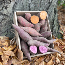 süßkartoffel versandbox mit deutschen biolandsüßkartoffeln in violett und orange