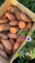 Papp-Kiste gefüllt mit orangen Süßkartoffeln,  eine Süßkartoffelblüte mit Blattgrün wurde an die Kiste gebunden