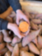 angeschnittene orange Süßkartoffel wird vor einer gefüllten Erntekisten von zwei Händen gehalten