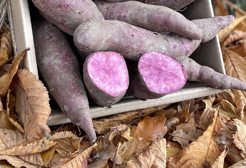 Miniaturbild: Ausschnitt einer Ernte-Box mit lila-violetten Süßkartoffeln aus der Lüneburger Heide