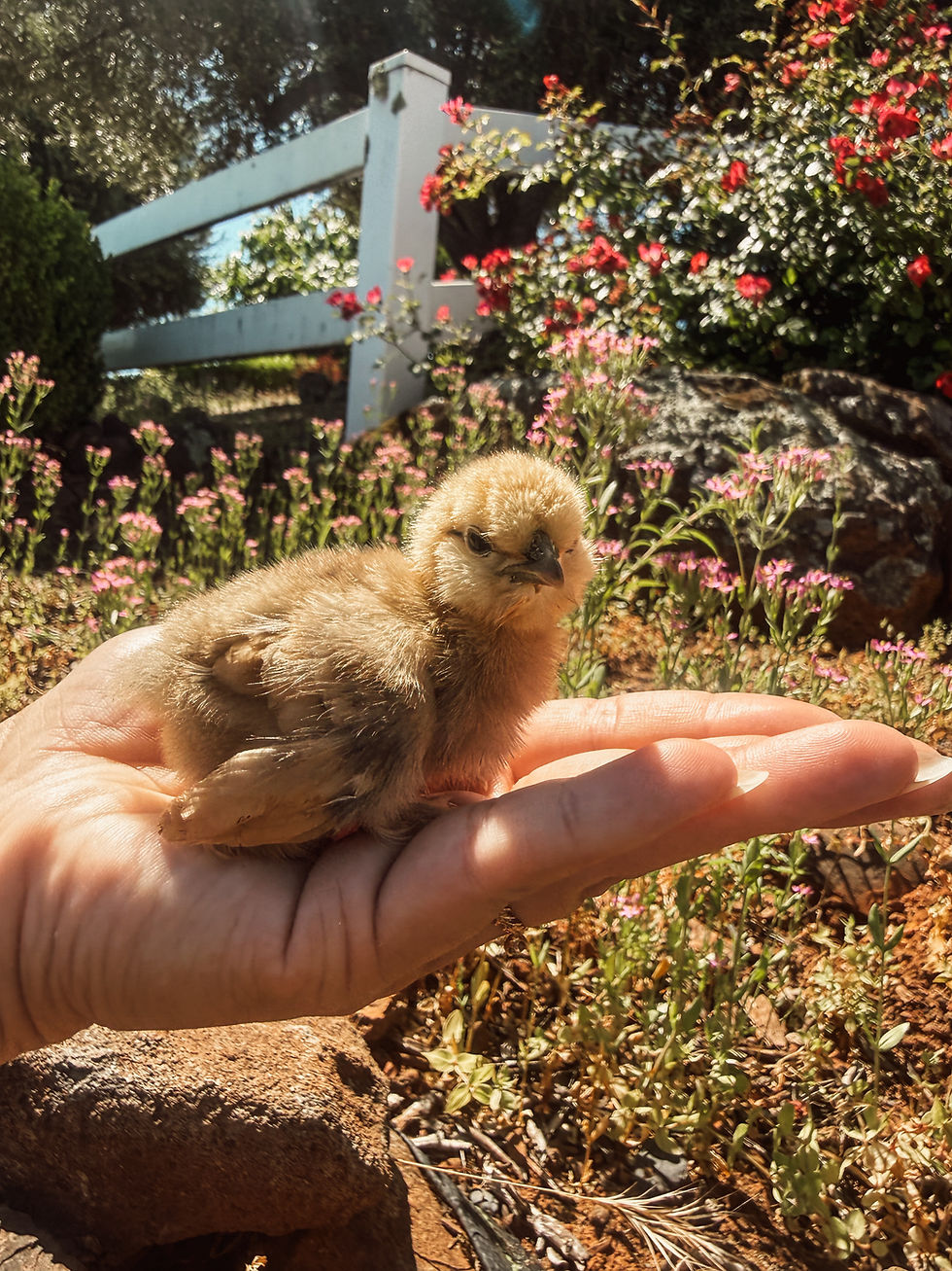 Wildbloom Hatching Eggs: Understanding Multigenerational Olive Egger Genetics & Rainbow Egg Colors