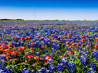 Wildflower Season Guide Where to See Bluebonnets Near Fredericksburg