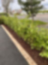 Green hedge along pathway