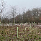 Newly planted tree saplings