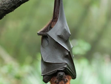 FLAGERMUSEN FRA HIMLEN