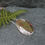 Thumbnail: Lewisian gneiss gemstone and fern necklace