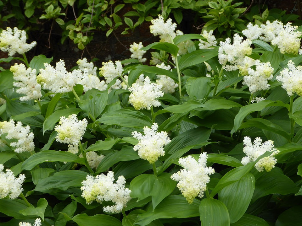 Smilacena Racemosa