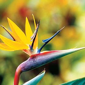 Strelitzia