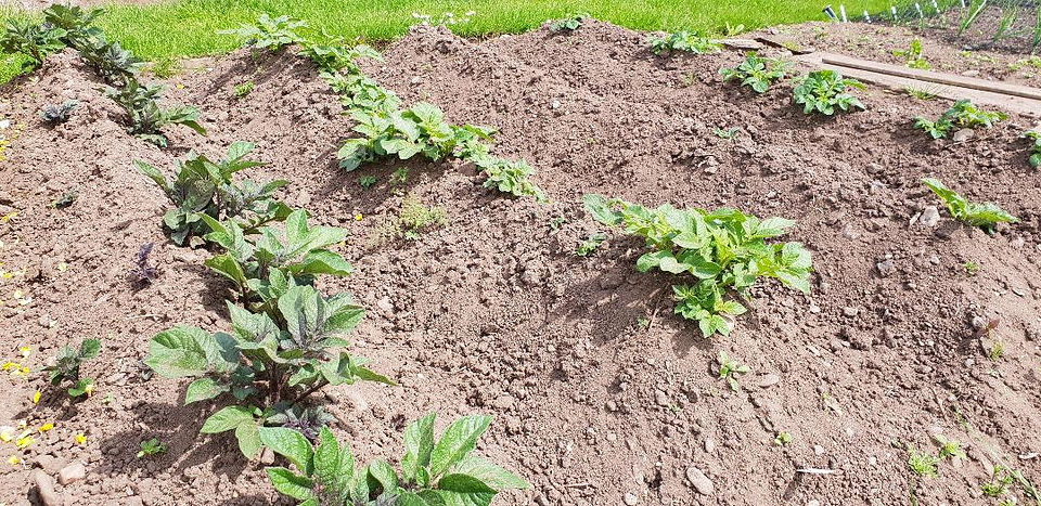 Potatoes