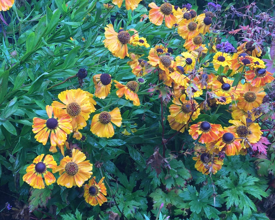 In the herbaceous Border at Carnell