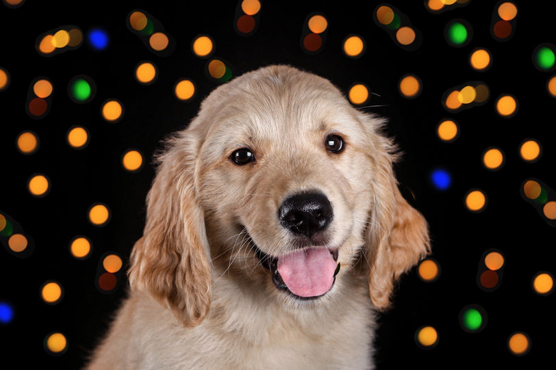 PerroTico, Fotógrafo de perros en Santo Domingo, Fotógrafo de perros en Santo Tomás, Fotógrafo de perros en Heredia, Sesión fotográfica de perros en Santo Domingo, Sesión fotográfica de perros en Santo Tomás, Sesión fotográfica de perros en Heredia,