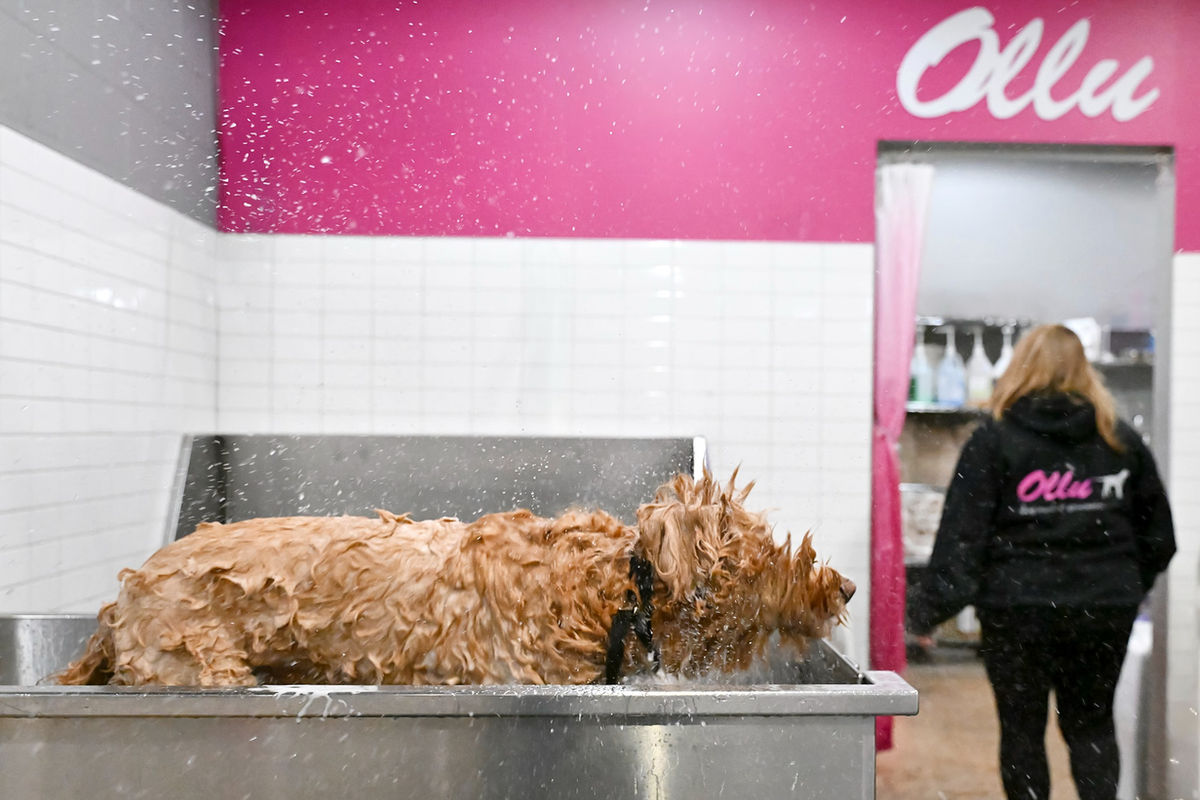 Ollu Dog Wash & Grooming Salon