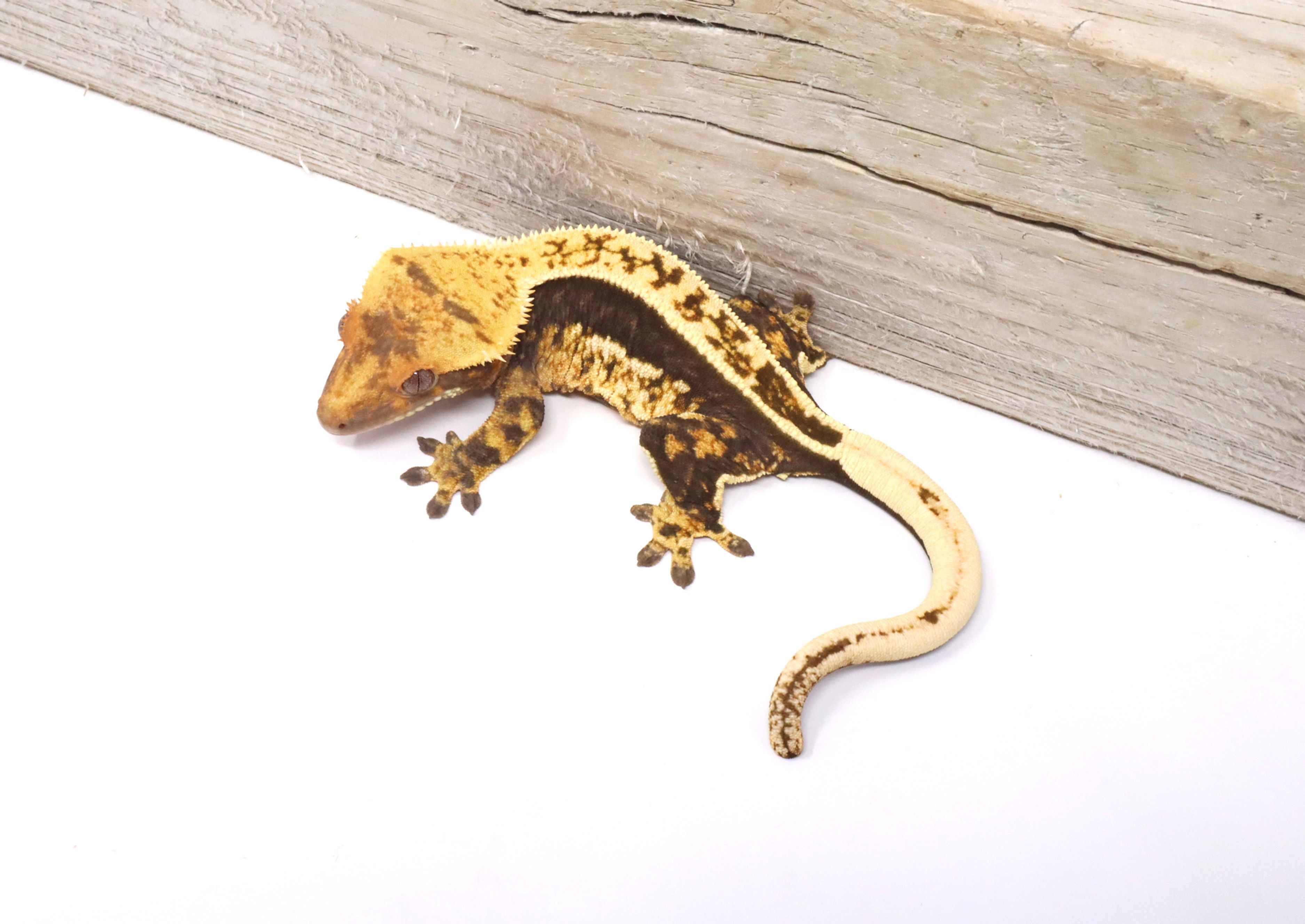 Dark Empty Back White Out Soft Scale Female