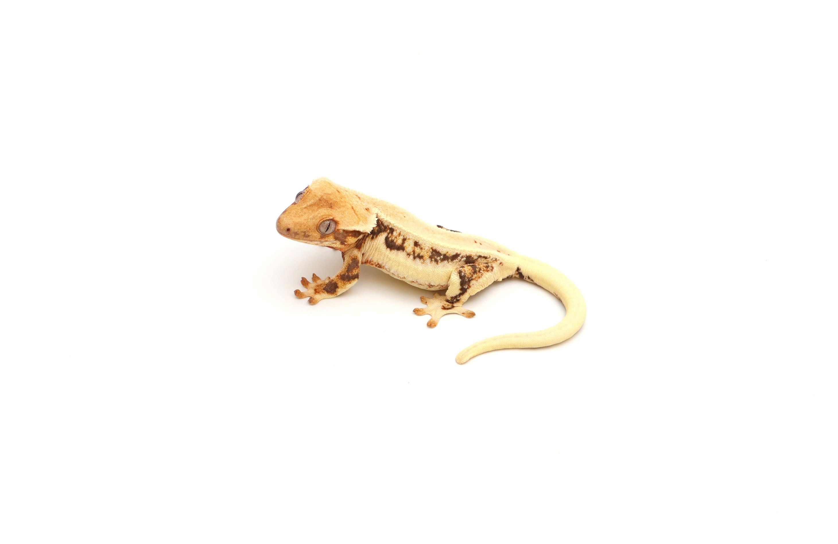 Tangerine Lilly White Soft Scale Female