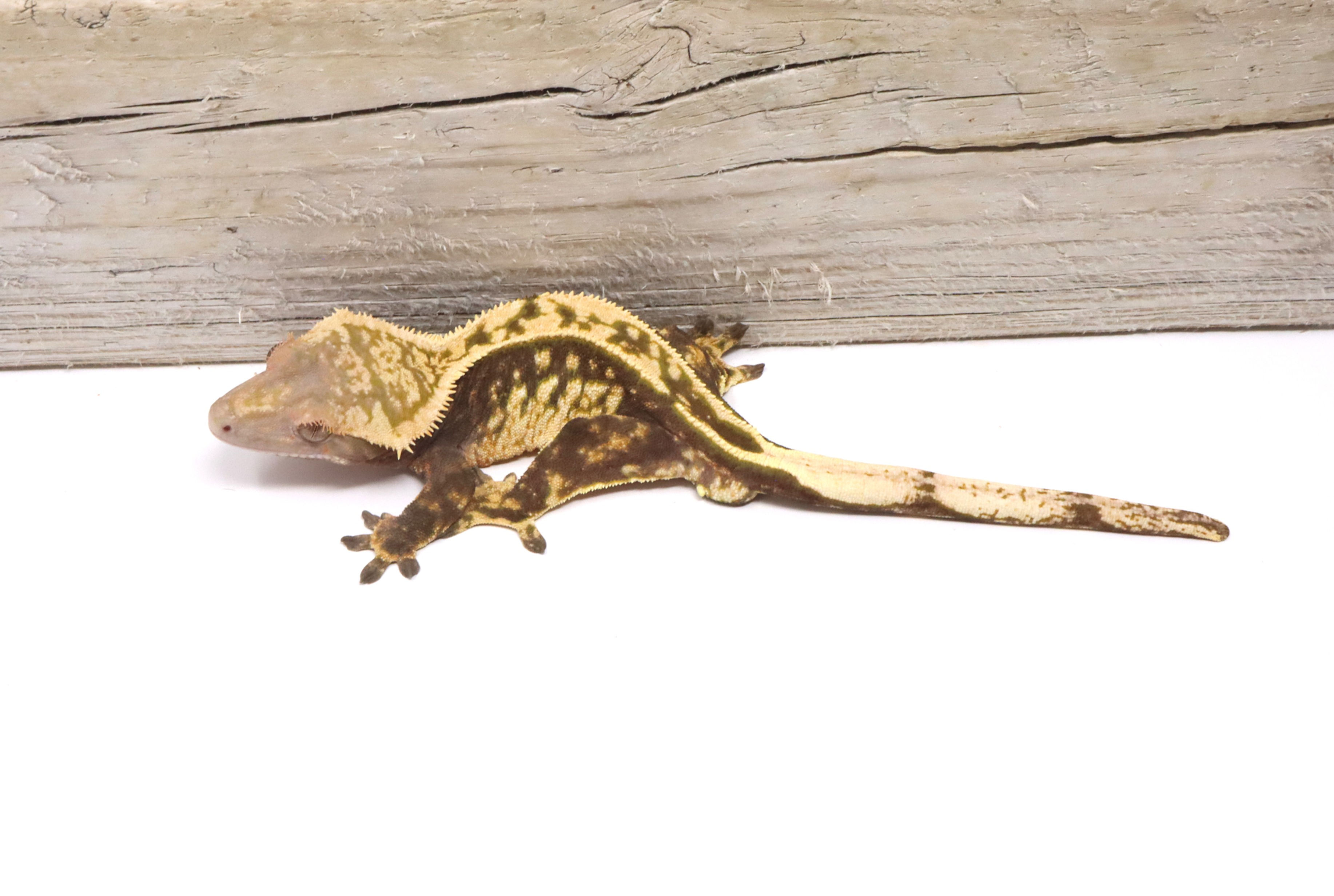 Tangerine Empty Back White Out Soft scale Male