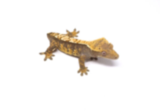 Shatter Harlequin Female